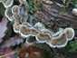 Szalagos fülgomba (Auricularia mesenterica), Budai-hegység